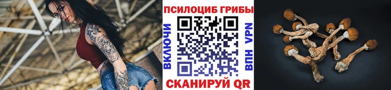 где купить наркотик  Великий Устюг  Галлюциногенные грибы Psilocybine cubensis 